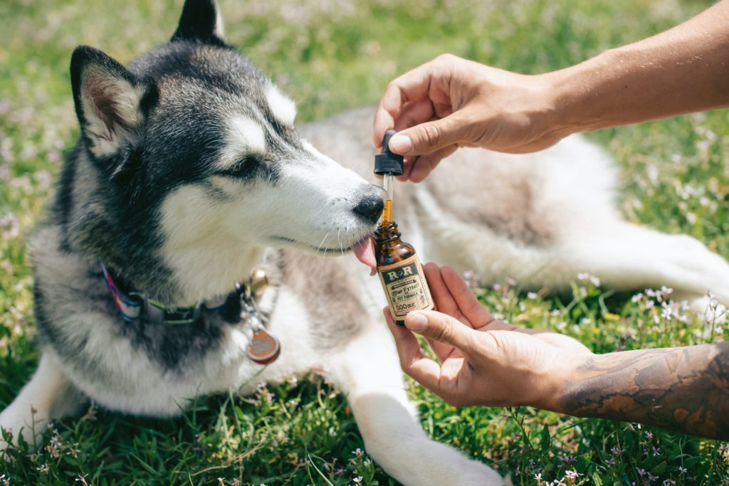 CBD Dosage For Dogs