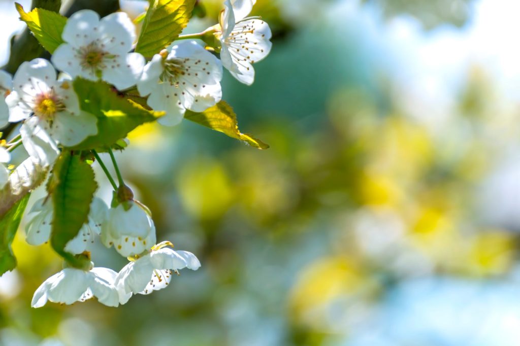 WHICH FLOWERS TO CHOOSE THIS FRIENDSHIP’S DAY