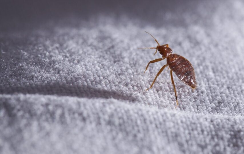 The Unspoken Truth About Bed Bugs